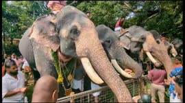 Over 70 elephants line up at Indian temple for one of largest tusker 'picnicks'