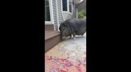 Porch Piggy Has An Itchy Face