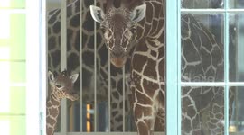 Newborn endangered giraffe At World's Oldest Zoo in Vienna, Austria