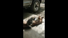 Cat Gives Massage to Sleeping Dog