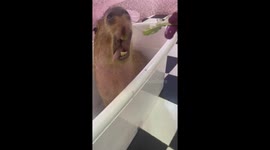 This capybara lives like a king