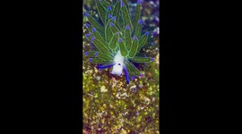 Do you know what this magical and colourful sea 'dragon' is?