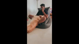 Dog's Sneeze Leads to Spilled Tea