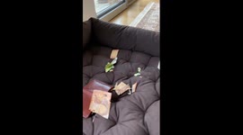 Owner shocked as naughty dog snatches wallet and rips up money