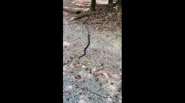 Snakes Wrestle In The Driveway