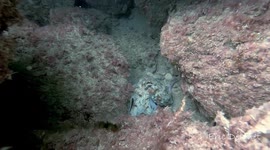 Octopus Lashes Out At Paparazzi