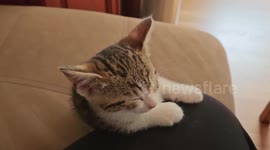 Kitten Can't Stay Awake