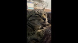 Cat nibbles on brother's ear