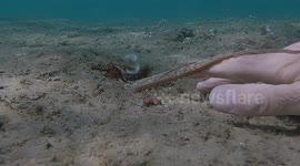 Shaking hands with baby octopus on sea floor