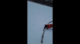 Small Dog Finds a Big Stick