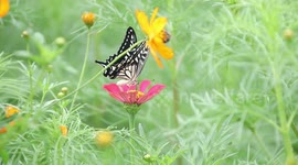 Colorful Butterflies Dance Among Colorful Flowers in Huaian, China