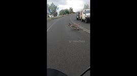 Moment motorcyclist has run-in with kangaroo