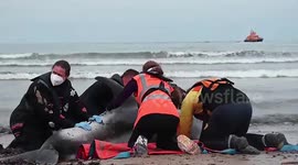 Lifeboat team rescue dolphins washed ashore in Scotland