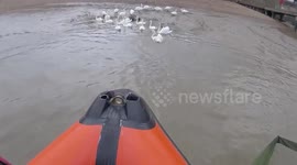 Lifeboat staff rescue swan and drowning pigeon in the River Thames