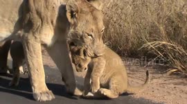 Lion mother picks cubs up in her mouth so they can get to prey quicker