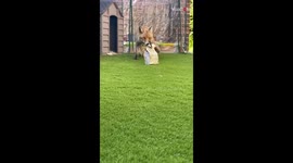 Woman finds herself in the middle of 'Naughty Fox & The Pursuit of Cat Snacks!'