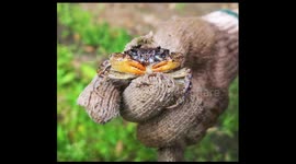 Teenager discovers new species in south China's Guangxi