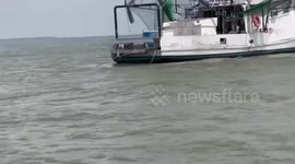 Rare pink dolphin spotted breaching in Louisiana