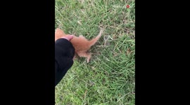 Kindhearted woman nurses abandoned kitten back to health and welcomes him into her family