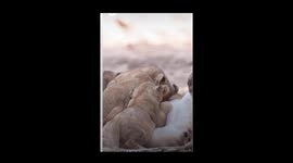 ADORABLE IMAGES of two-month old lion cub siblings playing with each other and their mother have been captured.