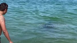 Japan: Wild Dolphin Injures Beachgoers In Fukui 2