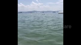 Japan: Wild Dolphin Injures Beachgoers In Fukui