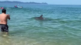 Dolphin injures beachgoers in Fukui, Japan