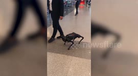 Robot dogs wander around exhibition centre in Thailand