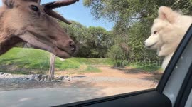 Curious deer befriends pet dog in adorable moment at Beijing Zoo