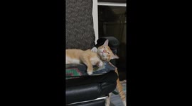 Attempted Cat Strangling