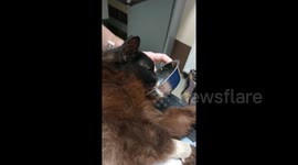 Miracle as cat pulled out of rubble ELEVEN days after missile strike in Lviv