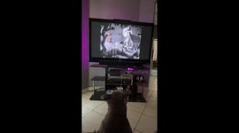 Puppy watching cartoons thinks he's splashed by them *Hilarious Moment*