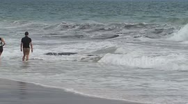 Good Samaritans help beached humpback whale calf back into ocean