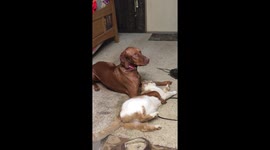 Sweet Romance Ends In Squabbles