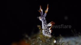 A Nudibranch Examines The Water