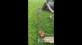 Chickens' Morning Commute