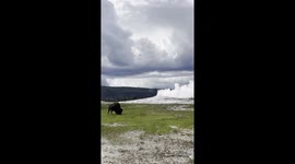 Bison Grazes as Old Faithful Erupts