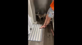 Cat Hides From His Sibling