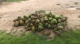 Coconut plucking and cleaning of tress on Salalah beach of Dhofar region in Oman
