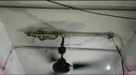 Terrified family relieved after snake dangling from ceiling is removed