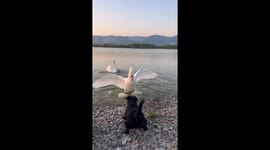 Swan protects babies from curious dog