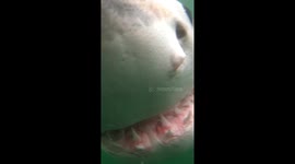 White shark tries to bite GoPro with his teeth bared only inches from UK diver’s face