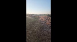 Our pack of dogs having a good off leash run in the Sugar Cane field