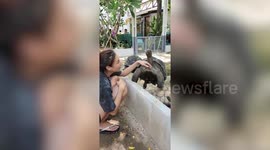 Pet Aldabra giant tortoise enjoys neck scratches from owner