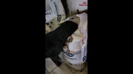 Our puppy, Grizzly, took it upon himself to help himself to a snack.