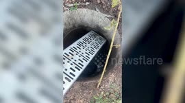 Kind teacher fishes out fallen dog from dirty well in Thailand