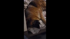 Begging our German Shepherd to get off bed before going to sleep at night