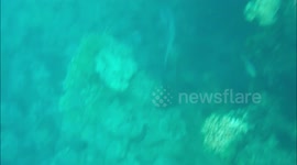 Shark spotted near pier at hotel resort Jaz Samaya, Coraya bay, Marsa Alam, Egypt, July 2023.