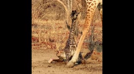 Incredible moment baby giraffe takes first steps but there's DANGER nearby – can YOU see it? Part 2/2