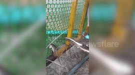 Mother and son help save lizard stuck in their garden gate
